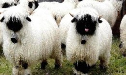 小羊最新爆料网站大全,全网热门网站大全大起底